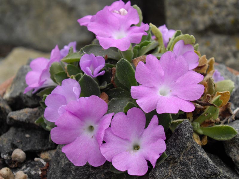 Primula allionii HNG12 photo